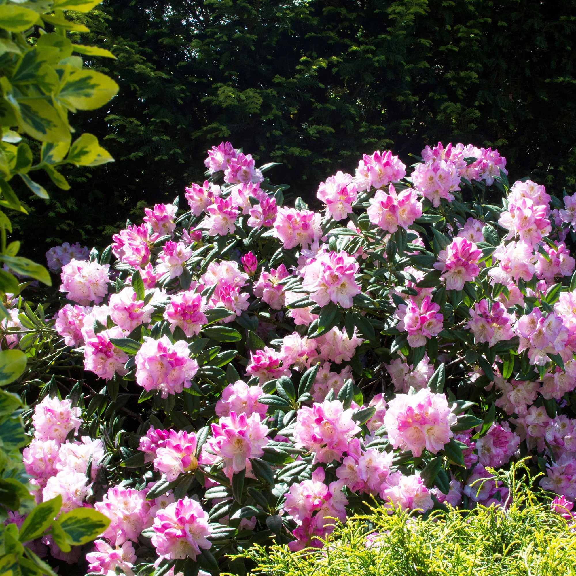 Yakushimanum-Rhododendron 'Doc' - Rhododendron yakushimanum Doc