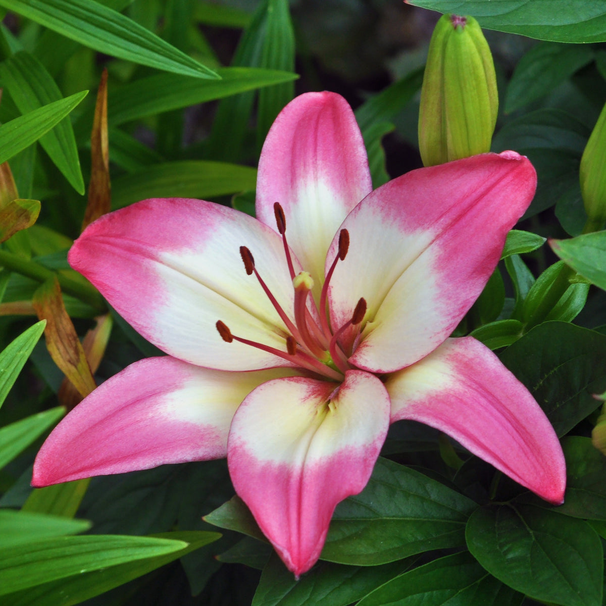 Lilien-Zwiebeln - Asiatische Lilie 'Levi' - Lilium 'levi'