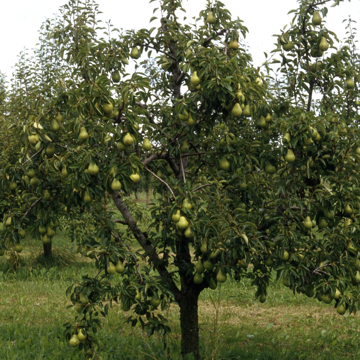 Verkauf Birnenbaum 'Williams' - Pyrus communis William's ('bon chrétien')