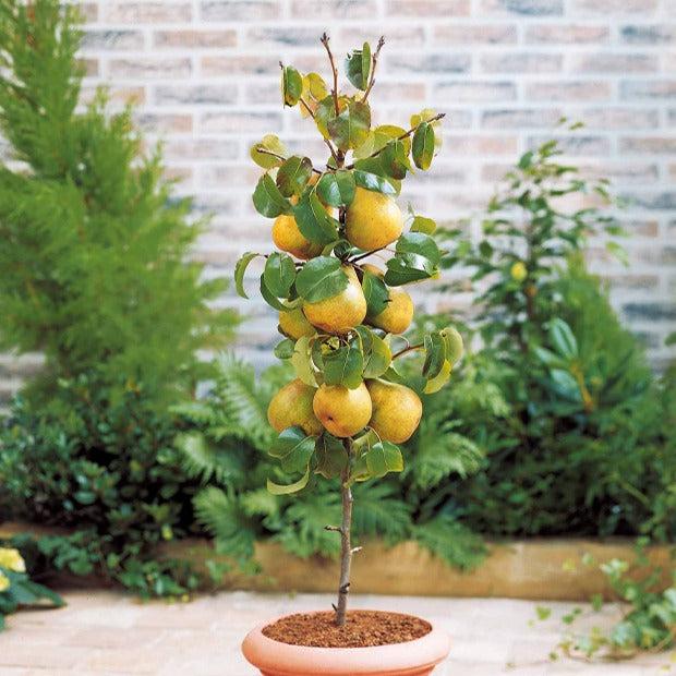 Birnbaum 'Conference' - Pyrus communis conférence
