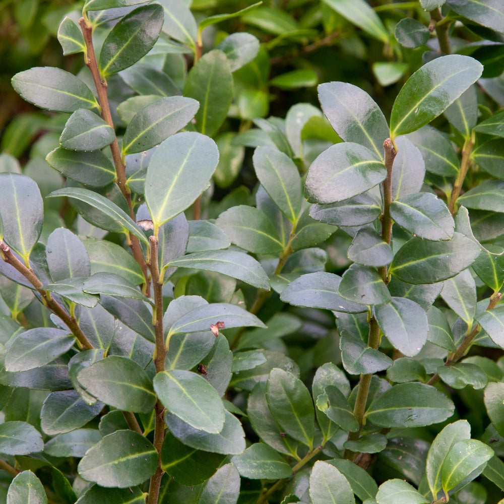 Japanische Stechpalme 'Caroline Upright' - Ilex crenata 'caroline upright' 