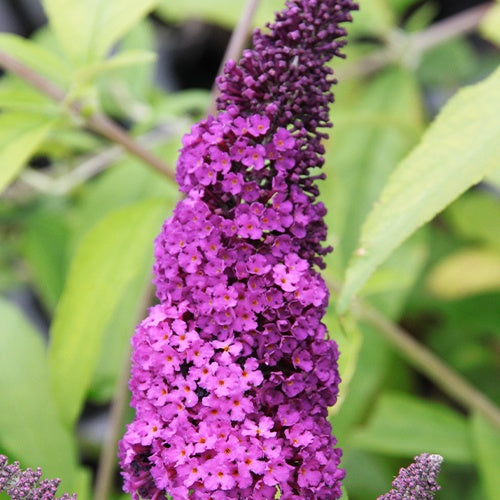 Schmetterlingsstrauch 'Royal Red' - Buddleja davidii Royal Red