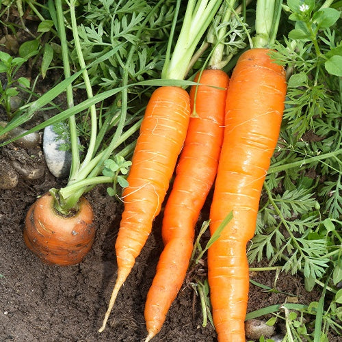 Saatgut Möhre 'Nantaise 2 Forto' - Daucus carota nantaise améliorée 2 race  forto