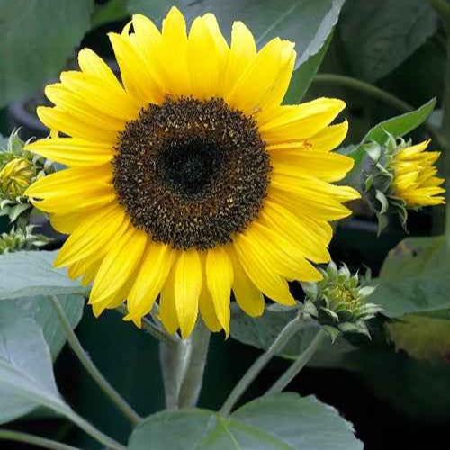 saatgut sonnenblume Saatgut Sonnenblume 'Sunspot' - Helianthus annuus sunspot