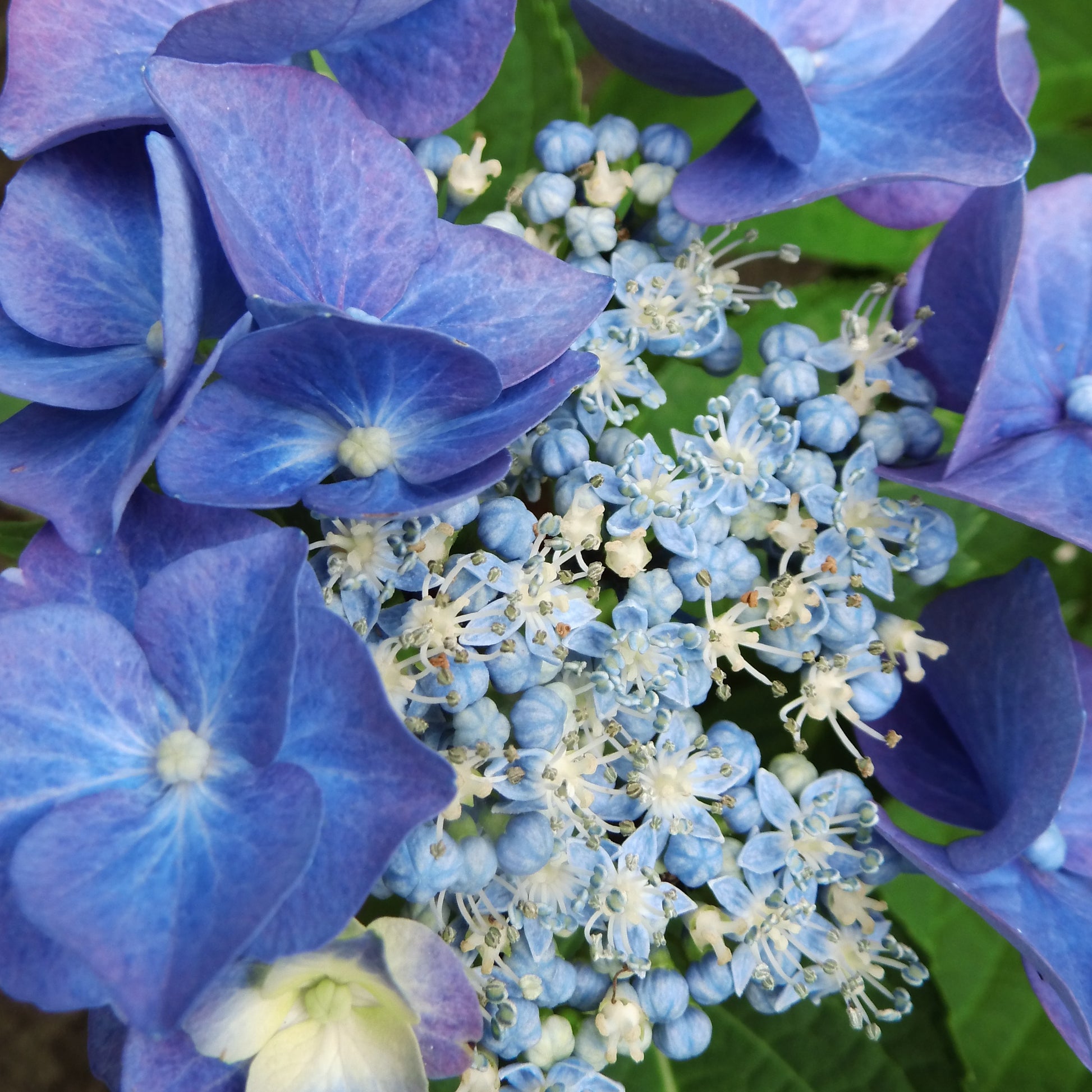 Bauernhortensie  'Teller' blau - Hydrangea macrophylla teller blue - Bauernhortensie