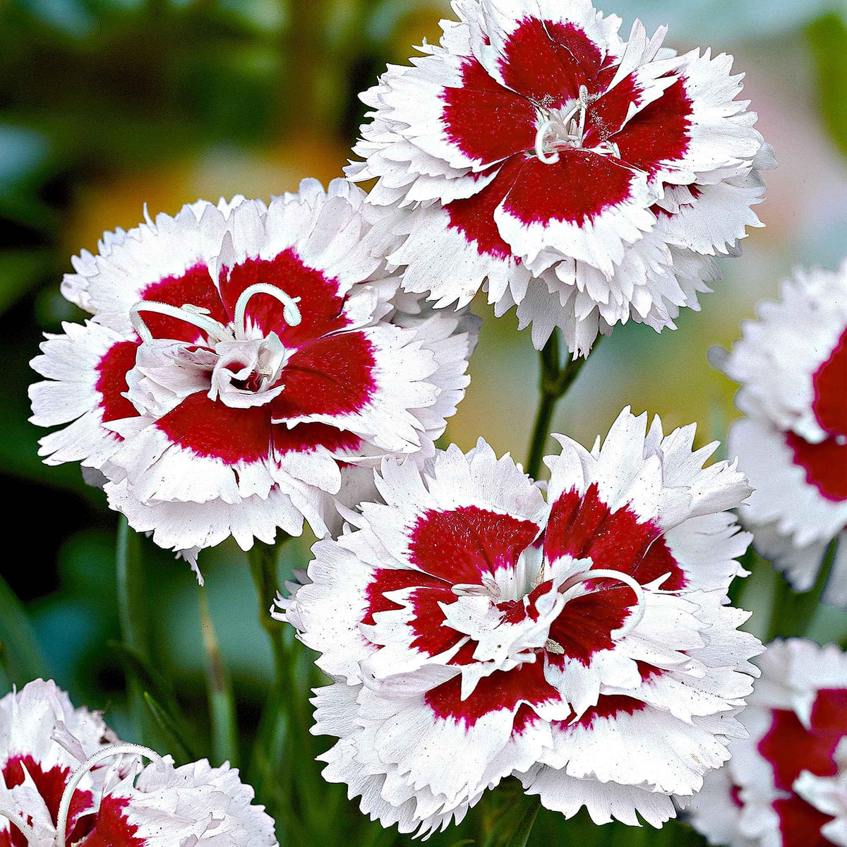 Allwoods Nelke 'Alice' (x3) - Bakker
