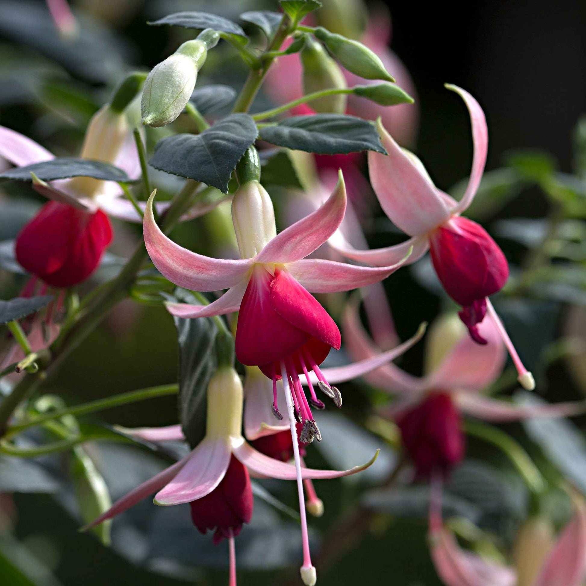 Fuchsia 'Celia Smedley' (x3) - Fuchsia 'celia smedley' - Beetpflanzen