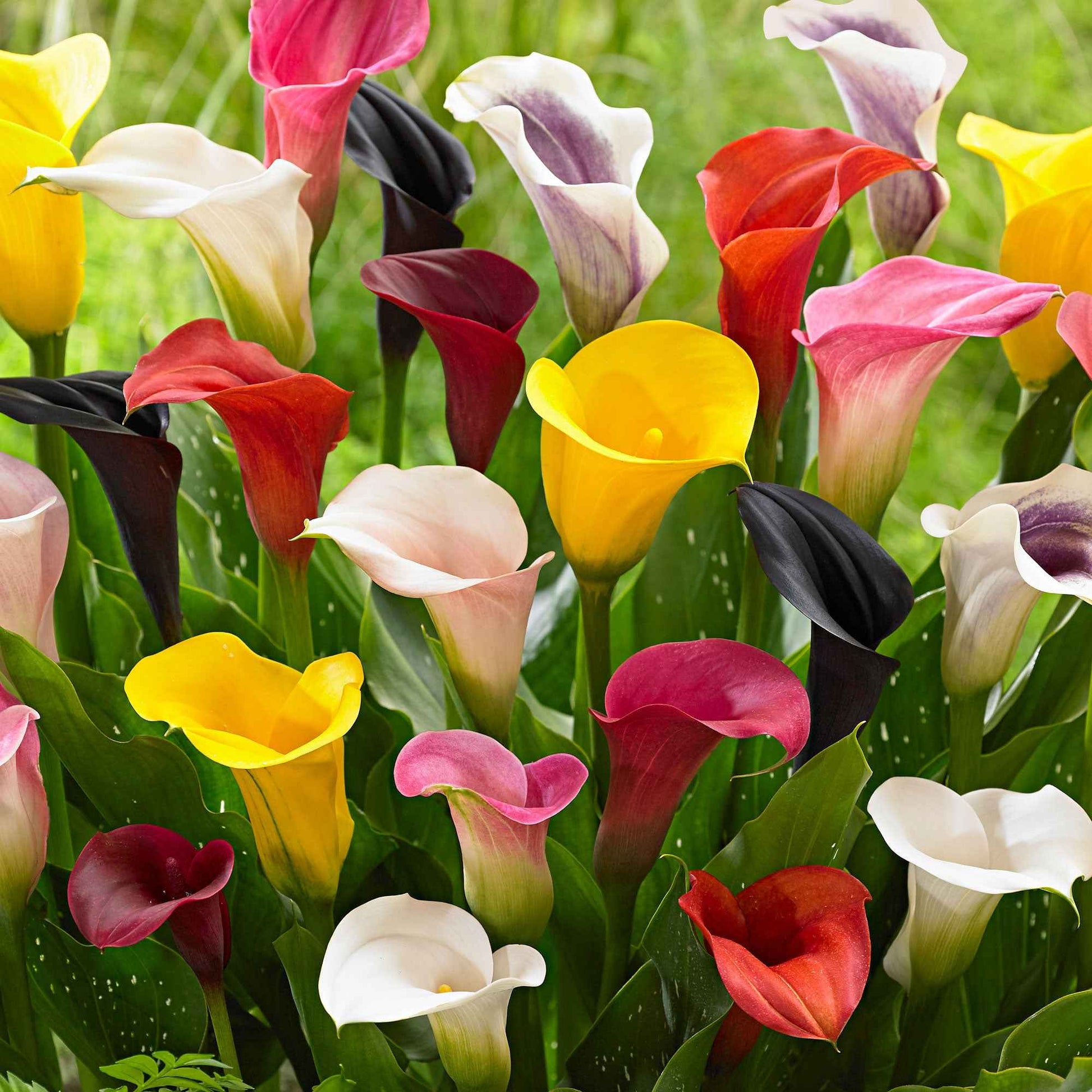 Zantedeschia 'summer time' - Calla Mischung (gelb-rot-rosa) (x3) - Aronstab-Zwiebeln