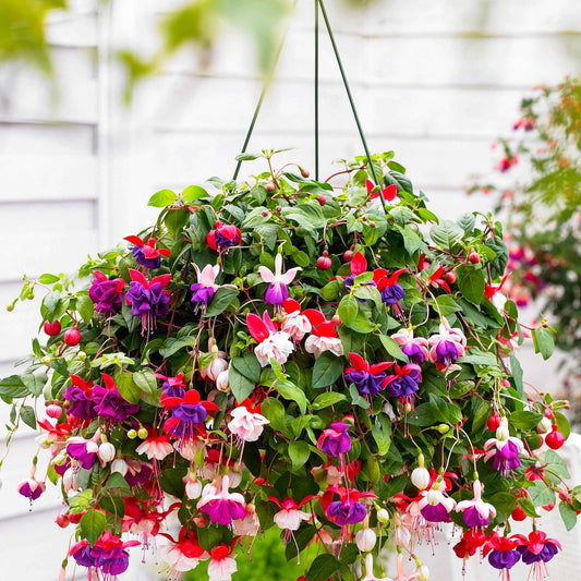 Fuchsia Mischung 'Lena' + 'Dark Eyes' + 'Swingtime' (x3) - Bakker