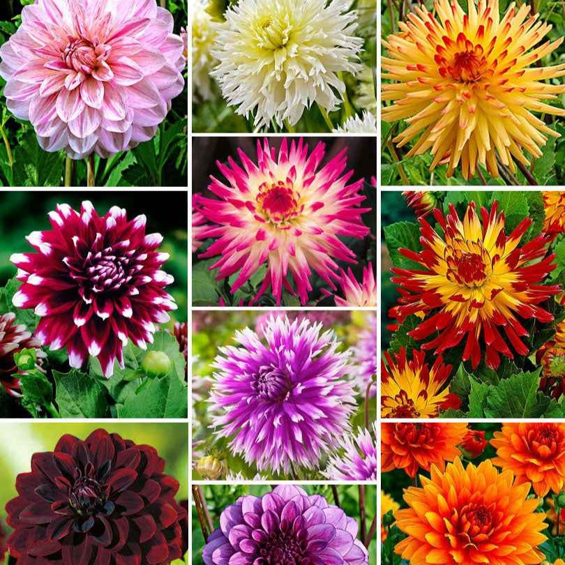 Dahlia 'The Ten' Mischung (x10) - Bakker