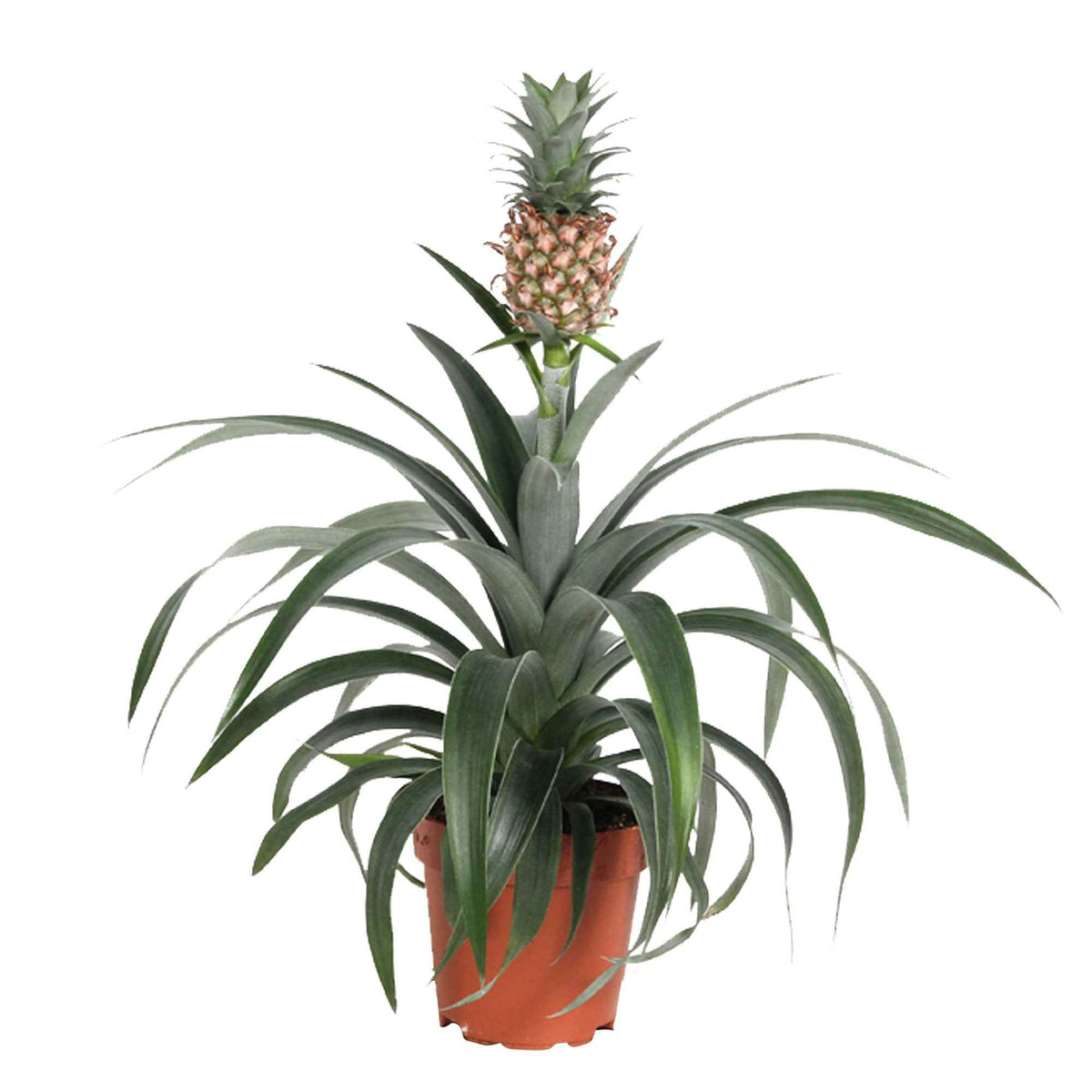 Ananaspflanze Ananas 'Corona' - Bakker