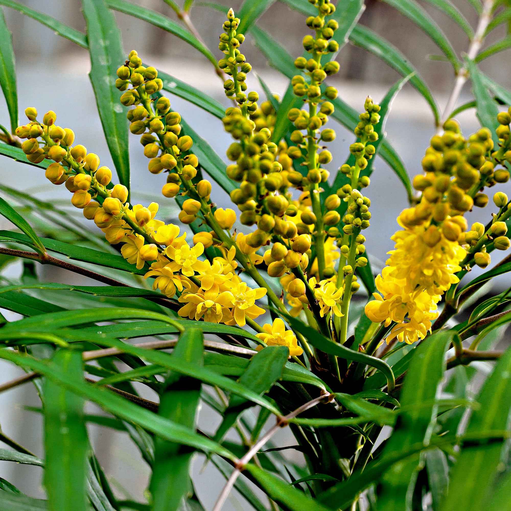 Chinesische Mahonie 'Soft Caress' - Mahonia eurybracteata Soft Caress