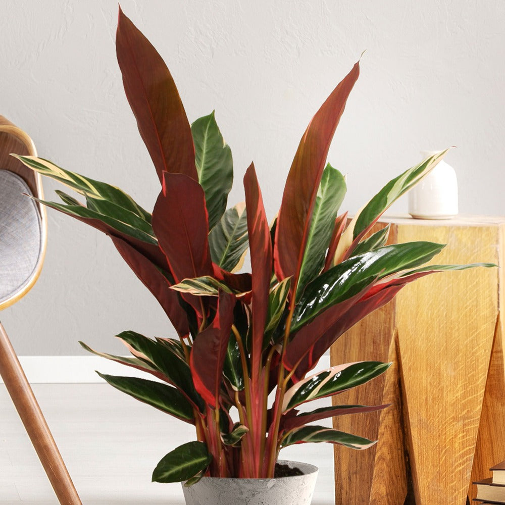 calathea orange blüte Calathea Crocata – Secret Garden Plant Shop