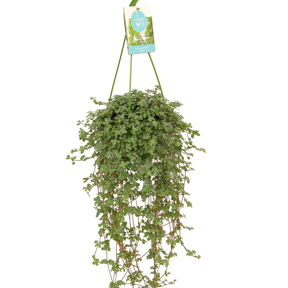 kriechende kanonierblume Kanonierblume - Pilea glaucophylla