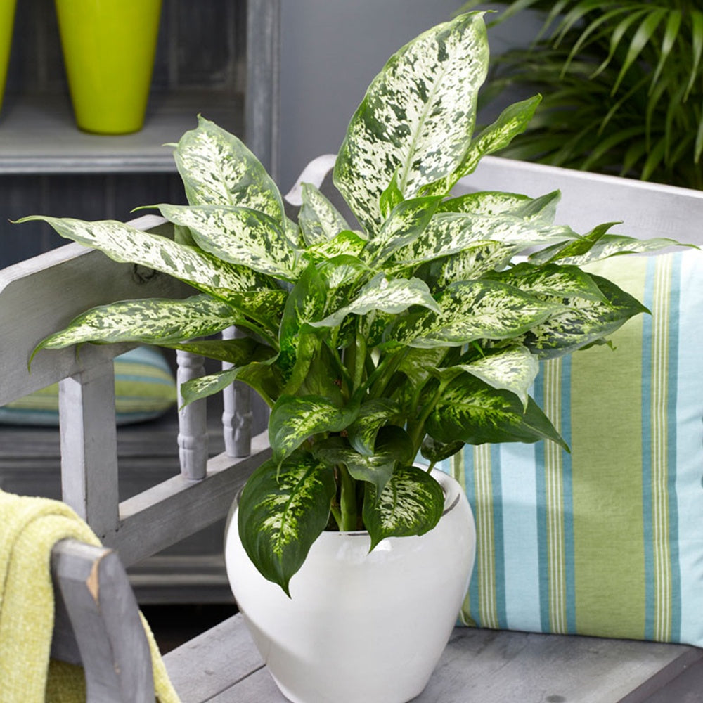 dieffenbachia compacta pflege Dieffenbachie 'Compacta' - Dieffenbachia compacta