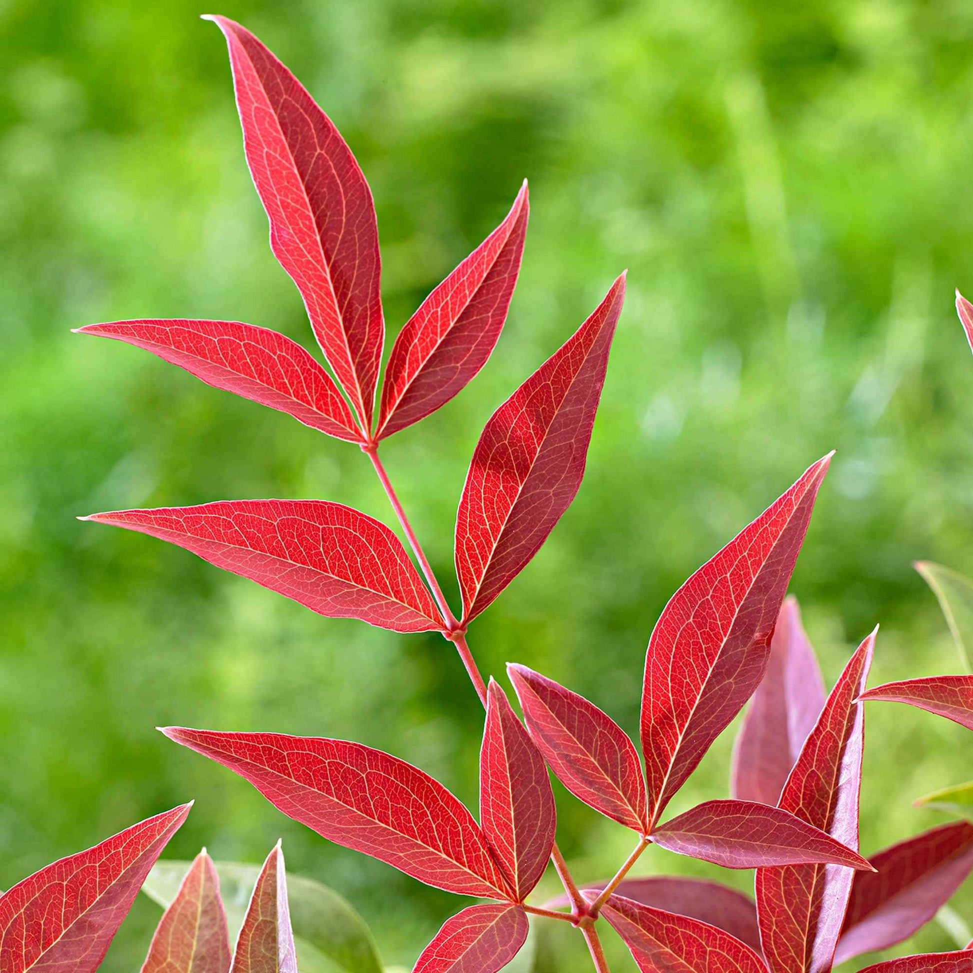 Himmelsbambus 'Obsessed' - Nandina domestica obsessed'®