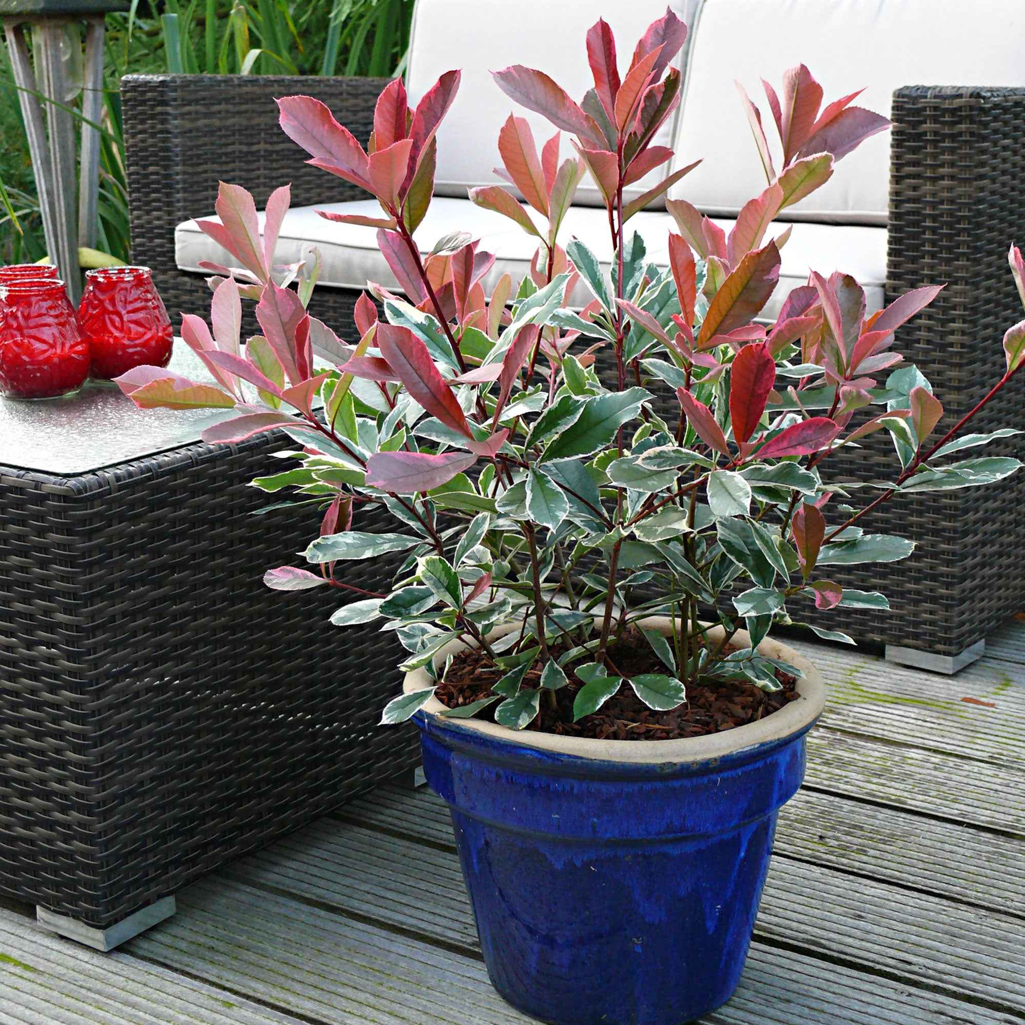 Glanzmispel 'Pink Marble' - Photinia fraseri Pink Marble