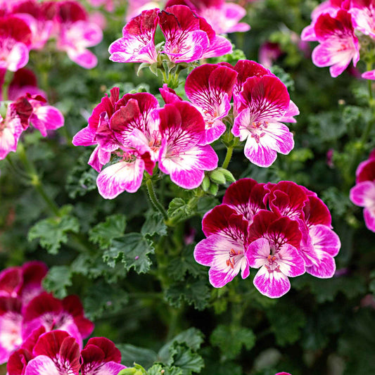 Geranie 'Tip Top Duet' (x3) - Pelargonium 'tip top duet' - Terrasse balkon