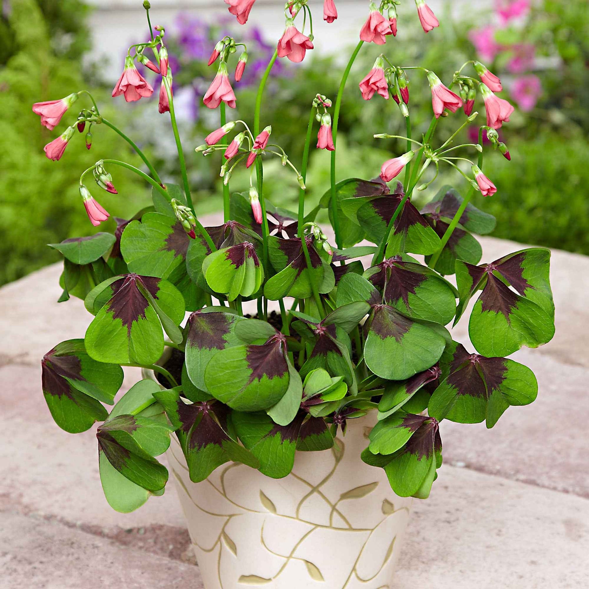 Glücksklee 'Iron Cross' (x50) - Oxalis deppei 'iron cross' - Bakker
