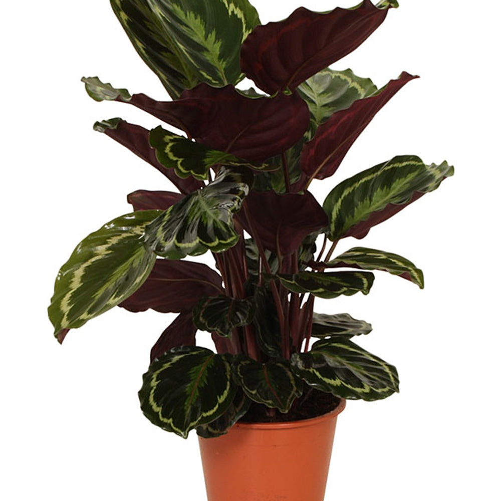 Calathea medaillon - Korbmarante 'Medaillon' - Calathea
