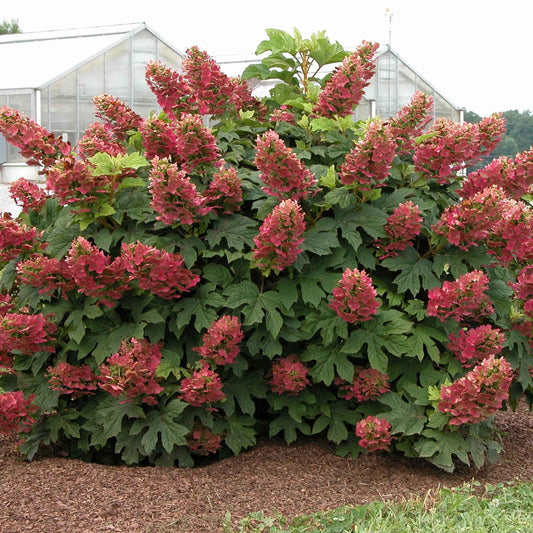 Eichenblättrige Hortensie 'Ruby Slippers'® - Hydrangea quercifolia ruby slippers'® - Gartenpflanzen