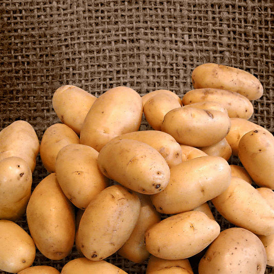 Kartoffel 'Nicola' (x25) - Solanum tuberosum 'nicola' - Gemüsegarten