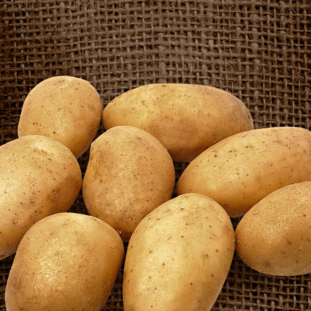 Kartoffel 'Wilja' (x25) - Bakker