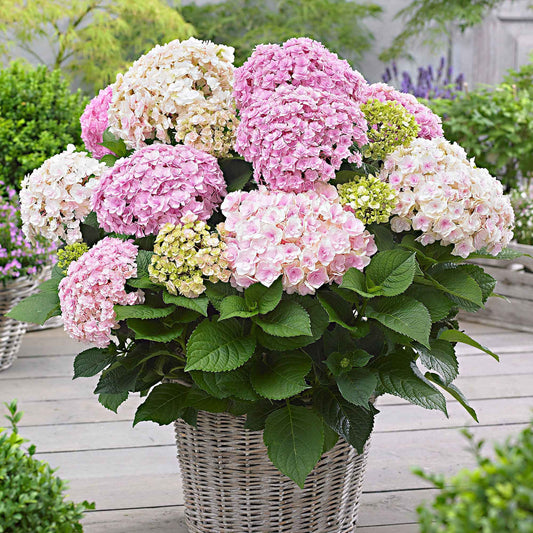Bauernhortensie 'Doppio Nuvola' - Bakker