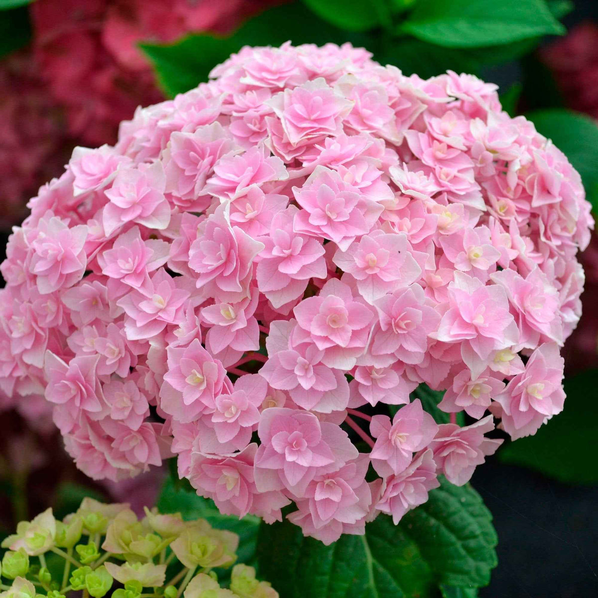 Hydrangea macrophylla Doppio Nuvola - Bauernhortensie 'Doppio Nuvola' - Großblättrige Hortensie