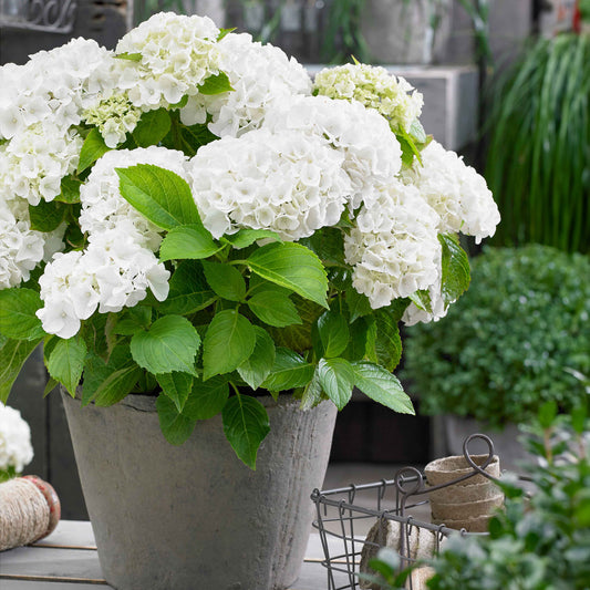 Bauernhortensie weiß - Hydrangea macrophylla - Hortensien