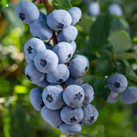 Blaubeere 'Brigitta Blue' - Vaccinium corymbosum 'brigitta blue' - Beeren