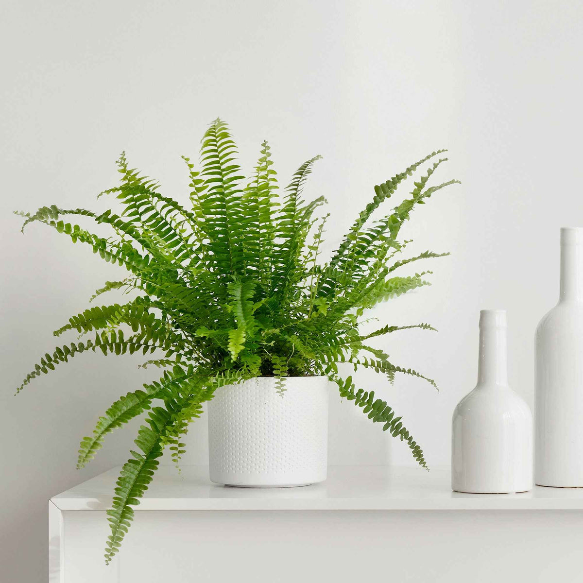 Schwertfarn Nephrolepis 'Green Lady' - Bakker