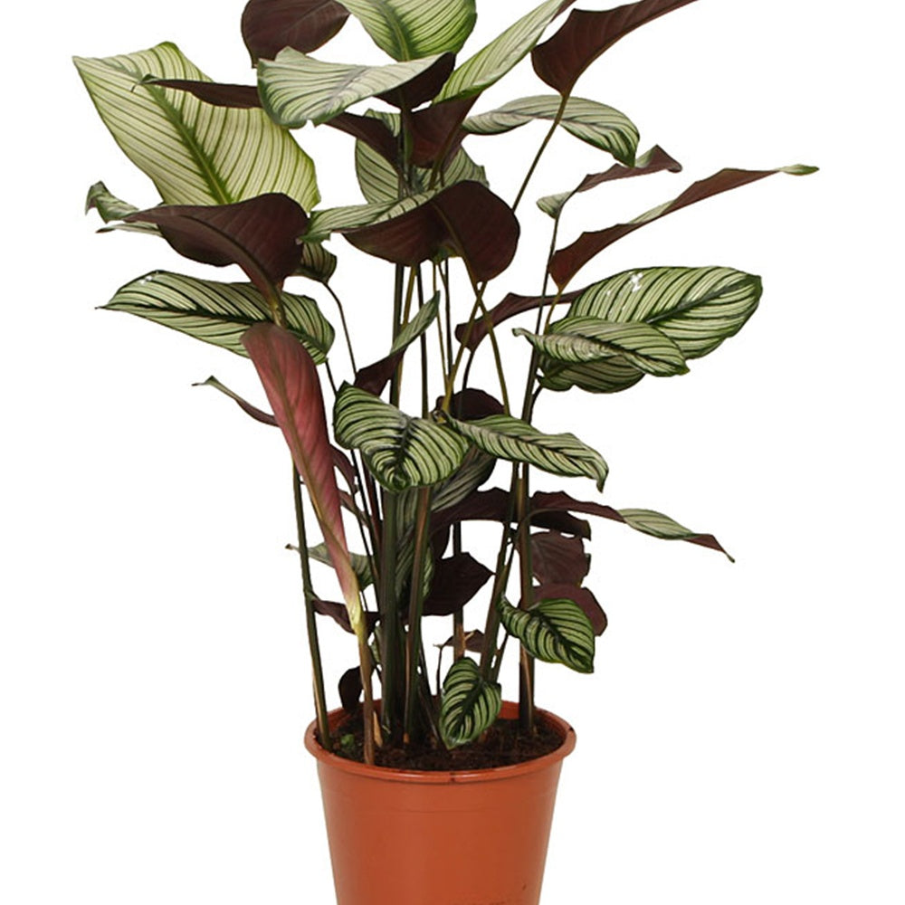 Verkauf Korbmarante 'White Star' - Calathea white star