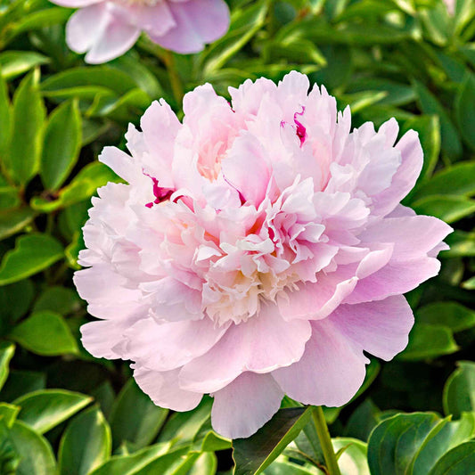 Pfingstrose 'Eden's Perfume' - Paeonia lactiflora 'eden's perfume' - Gartenpflanzen