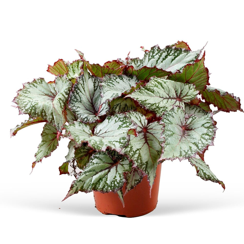 Blattbegonie 'Asian Tundra' - Begonia beleaf asian tundra