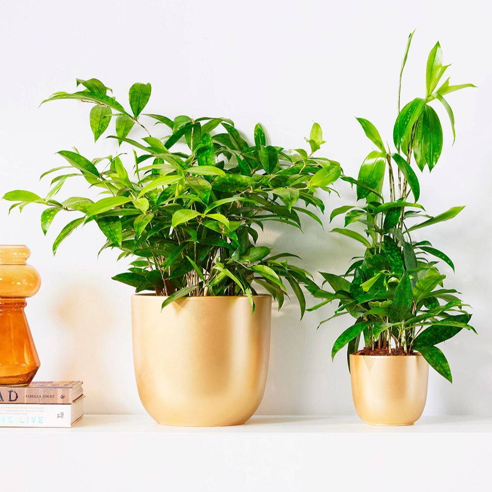 Goldstaubdracaene - Dracaena surculosa