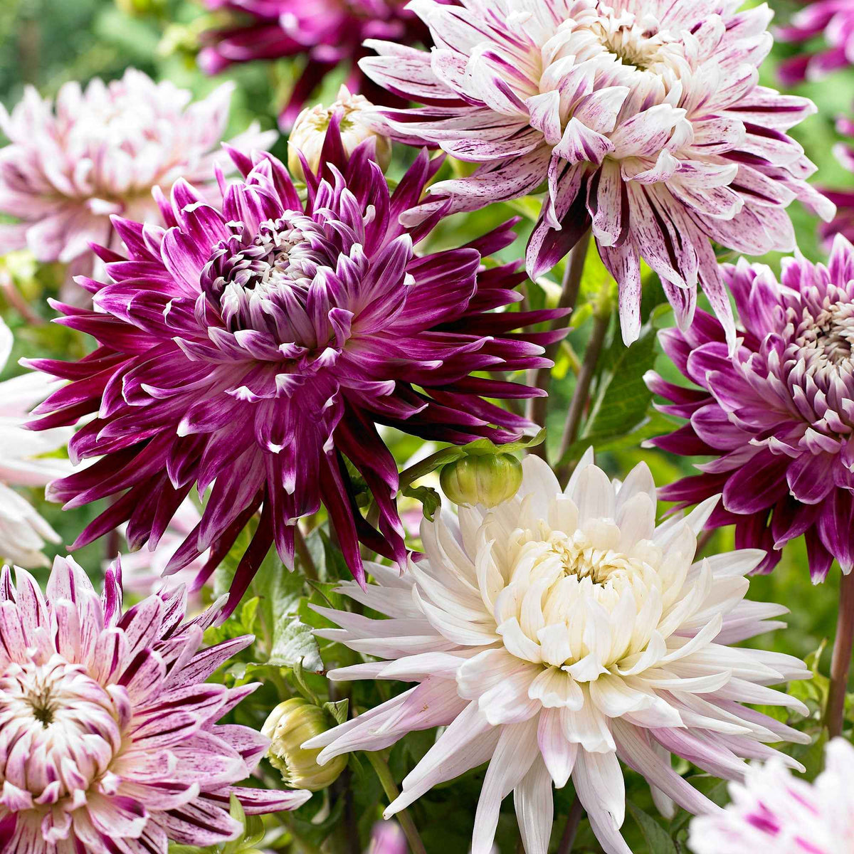 Dahlien 'Avignon' + 'Vancouver' (x3) - Bakker