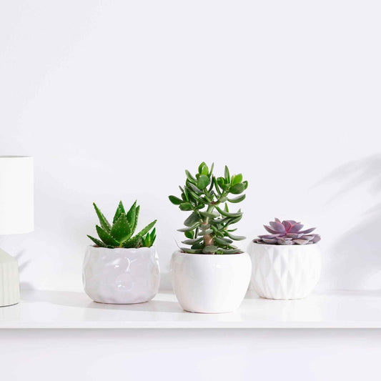 Sukkulentenmischung - Crassula 'Minova Magic' + 2 Gasterias (x3) - Bakker