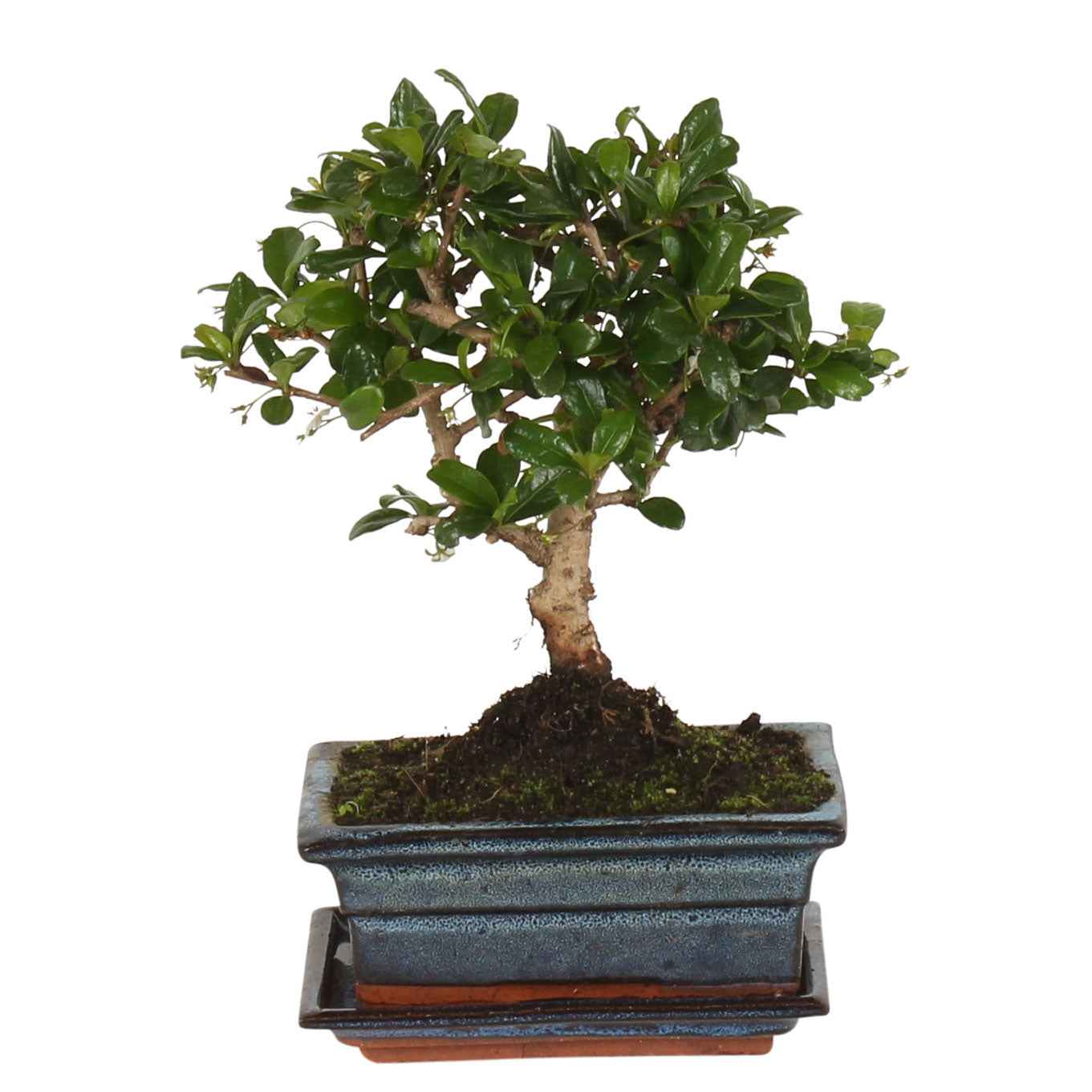 Bonsai Carmona - Bonsaï carmona
