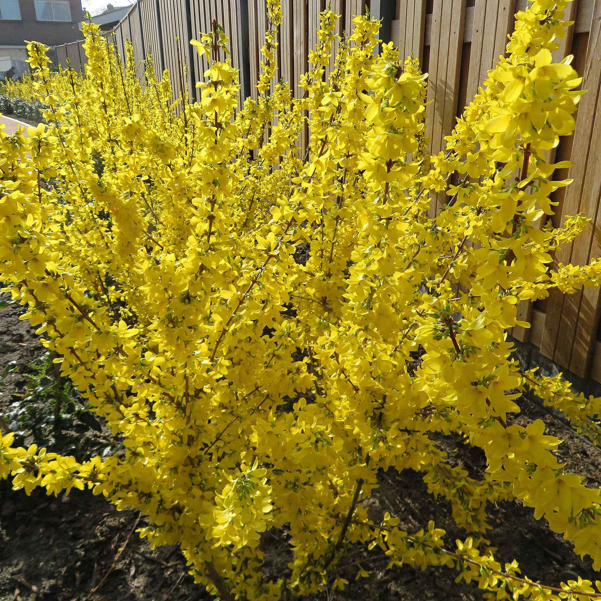 Forsythie 'Mikador' - Bakker
