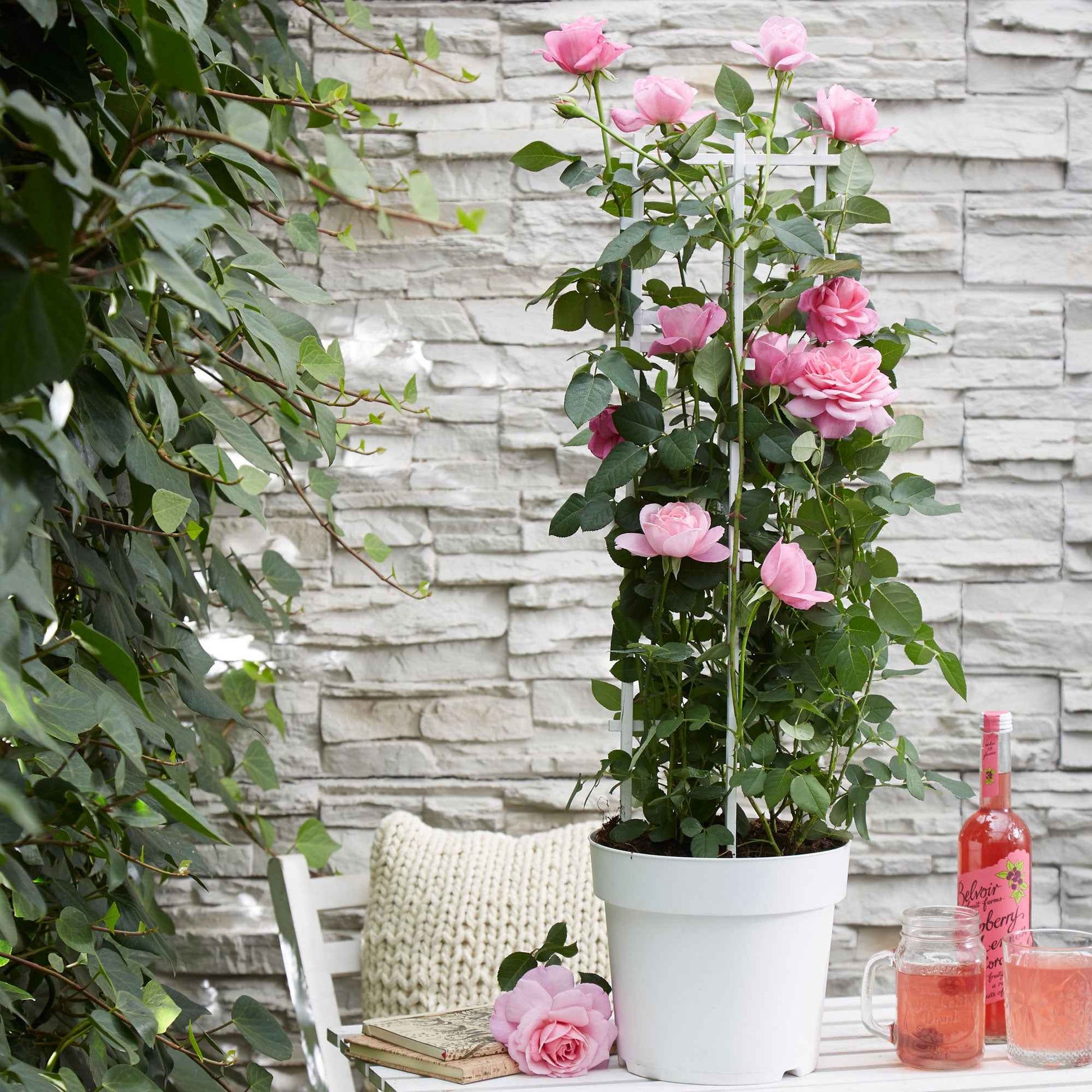 Kletterrose 'Crazy in Love' rosa - Bakker