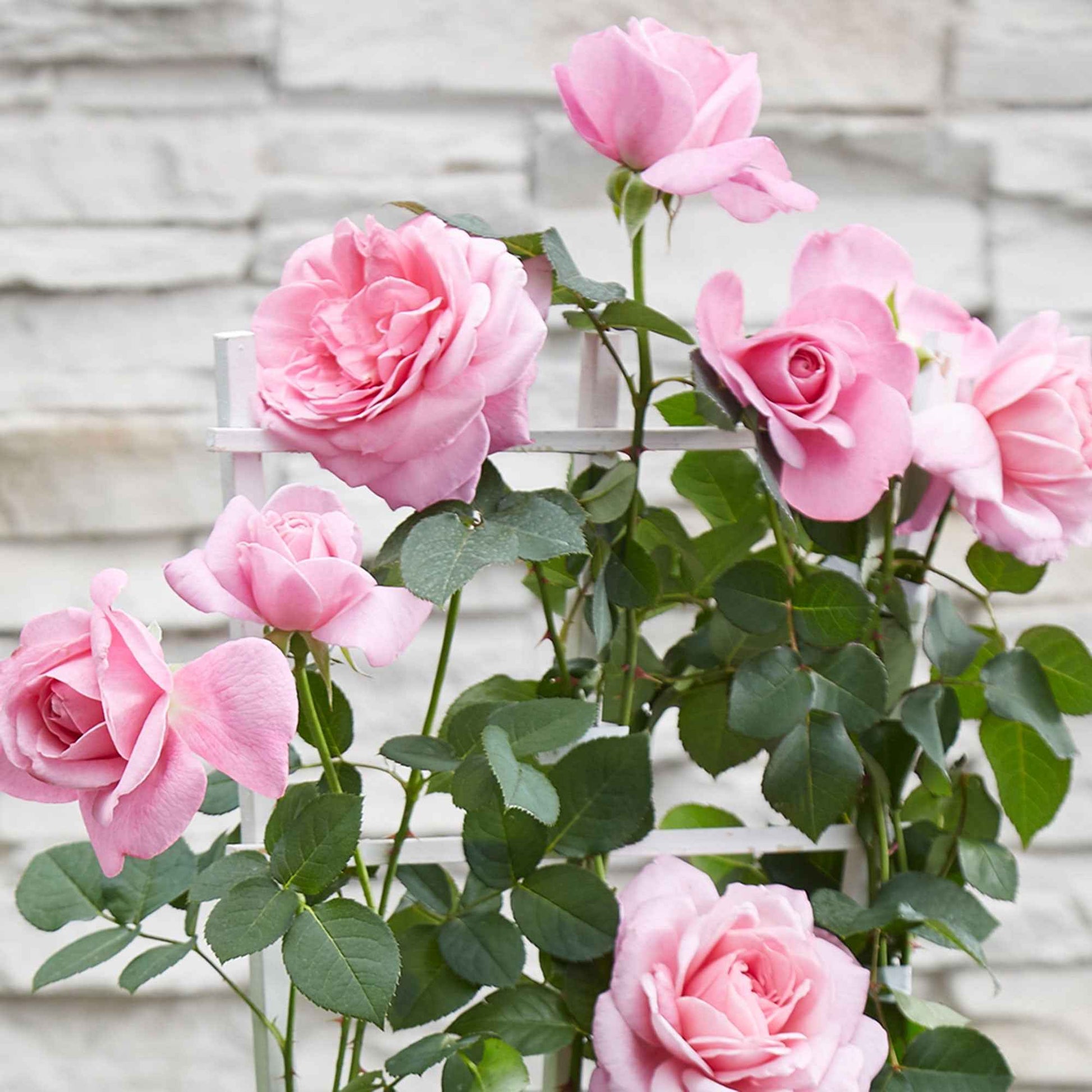 Kletterrose 'Crazy in Love' rosa - Rosa hybride 'crazy in love pink' - Bakker