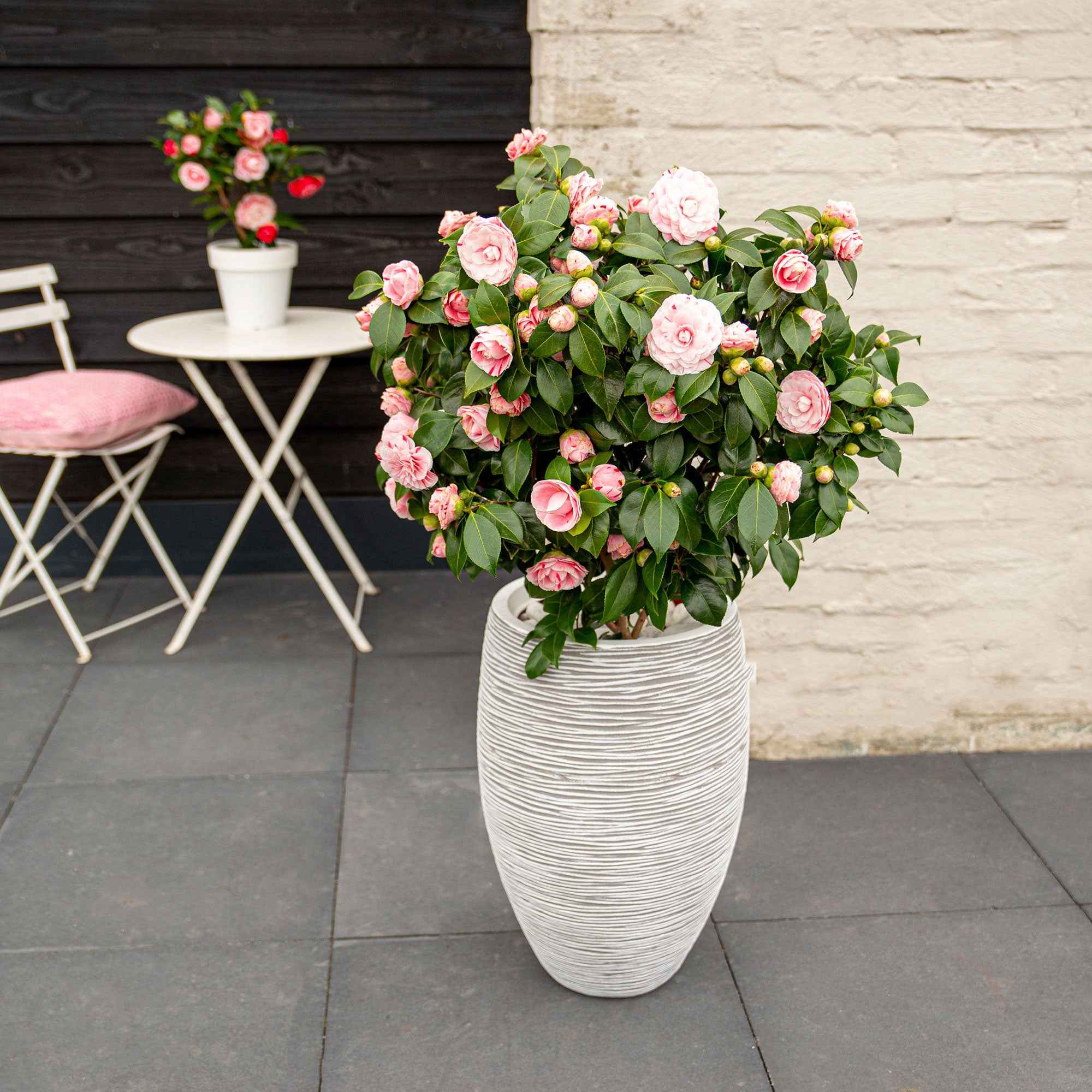 Kamelie 'Bonomiana' - Camellia japonica Bonomiana | Bakker.com