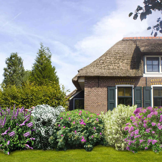 Duftende Hecke Mischung (x6) - Bakker