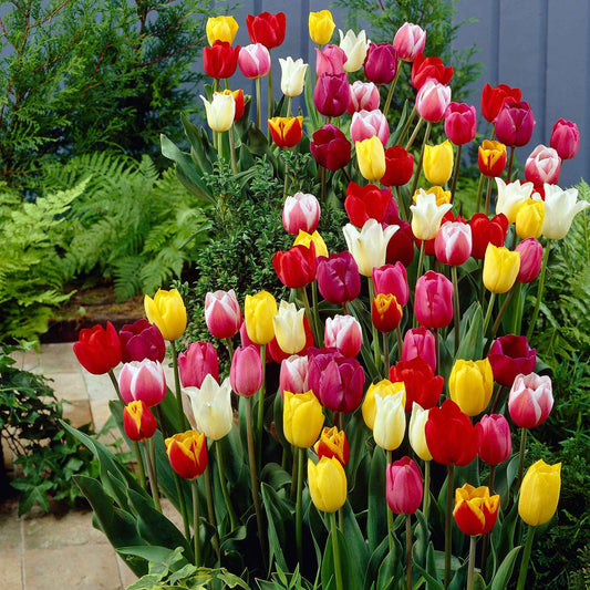 Tulpen Mischung '60 days of Tulips' (x30) - Tulipa - Blumenzwiebeln