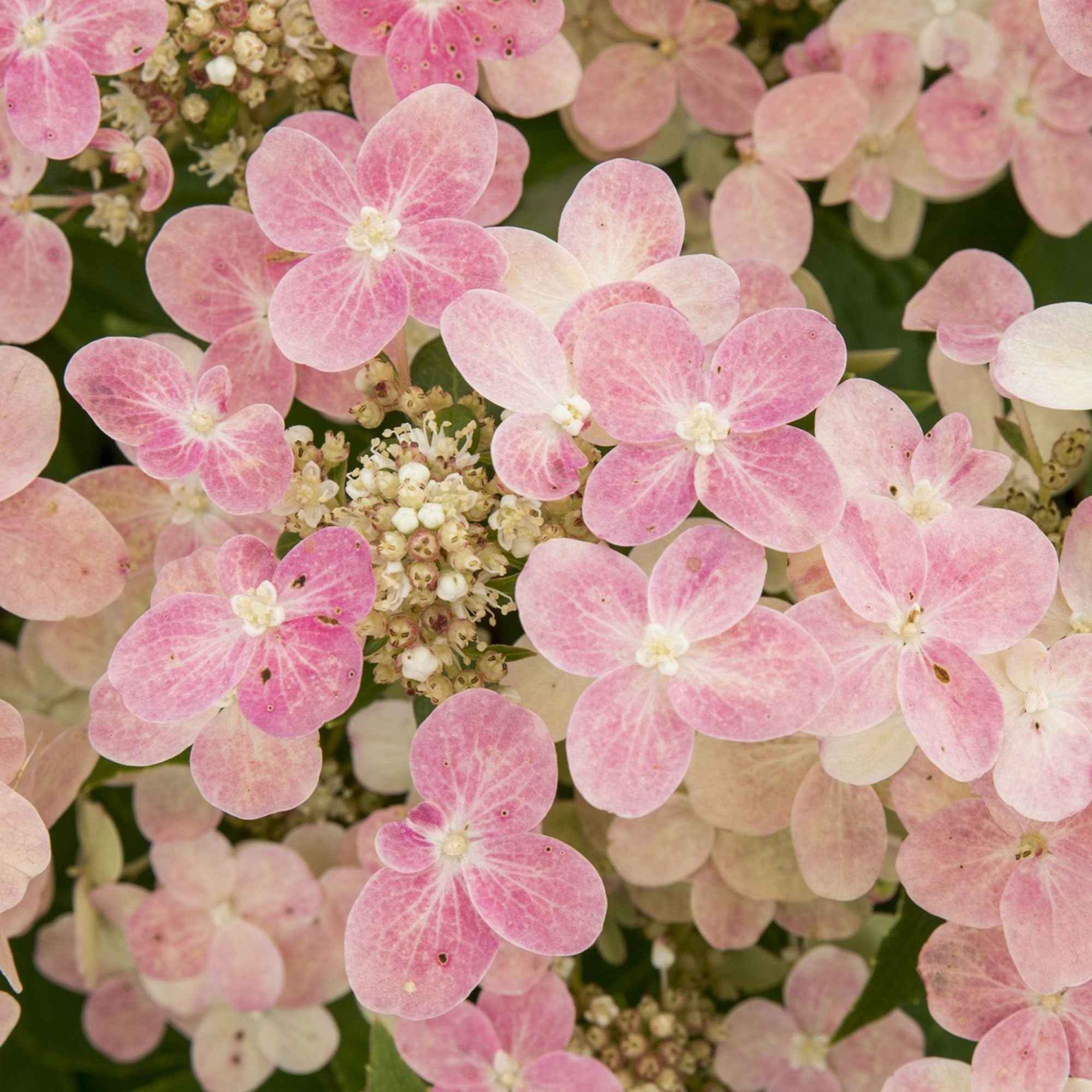 hortensie switch ophelia düngen Rispenhortensie 'Switch Ophelia'® - Hydrangea paniculata 'switch ophelia'®