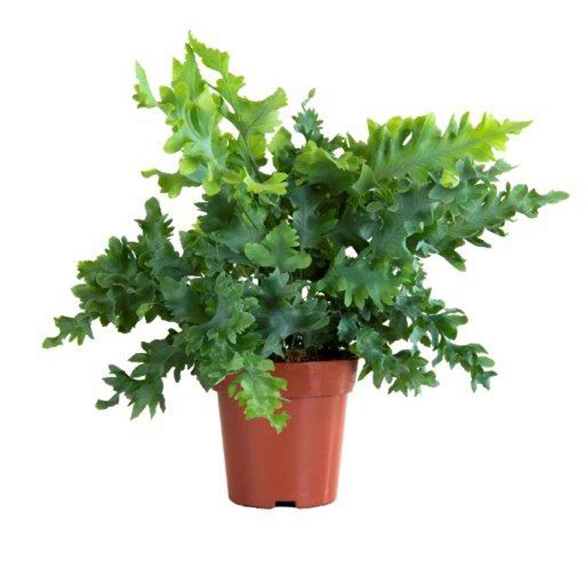 zimmerpflanze phlebodium Blaufarn Phlebodium 'Davana' - Phlebodium aureum 'Davana'