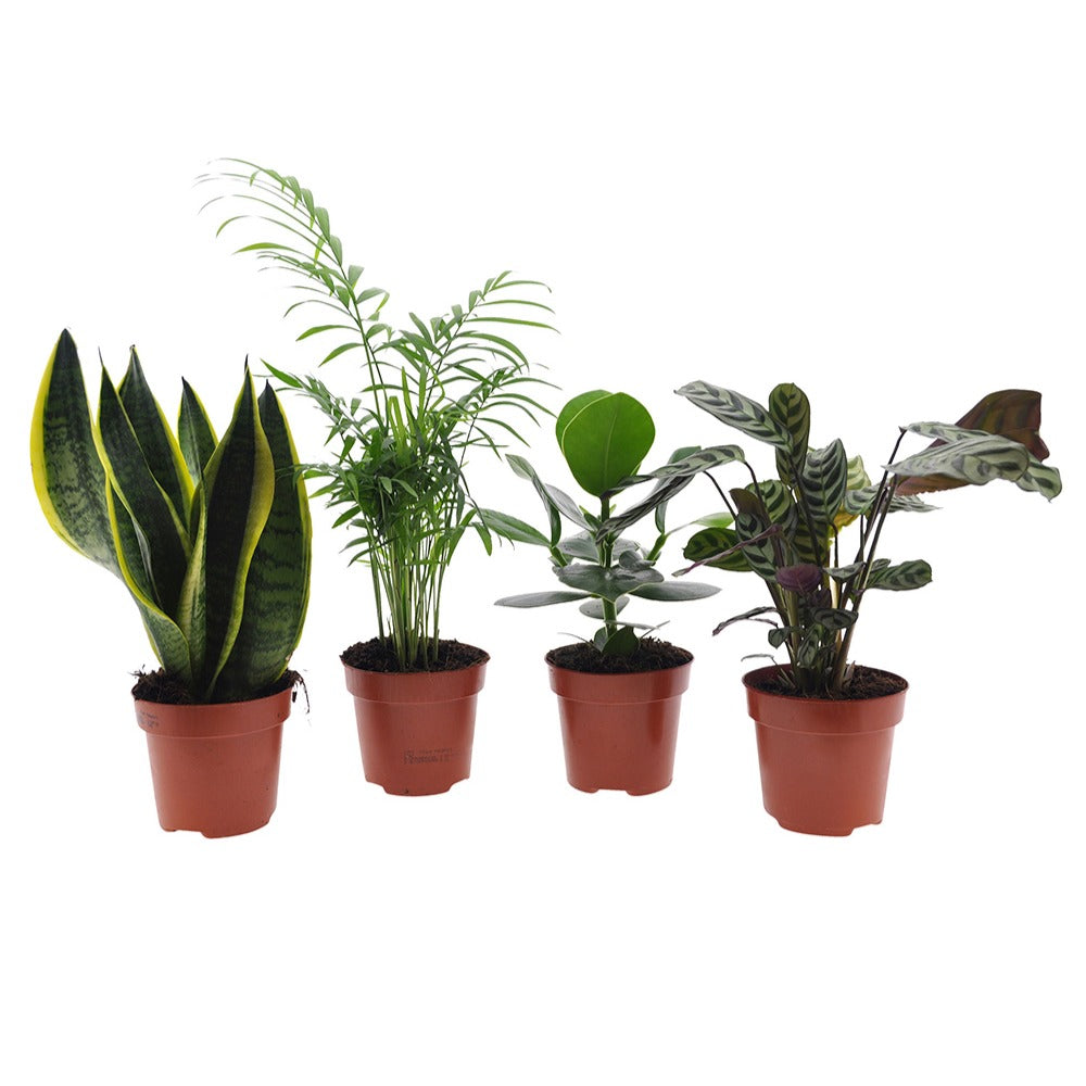 Pflegeleichte Zimmerpflanzen Mischung (x4) - clusia, chamaedorea, ctenanthe burle marxii, sansevieria - Bakker