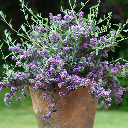 Sommerflieder 'Unique' - Bakker