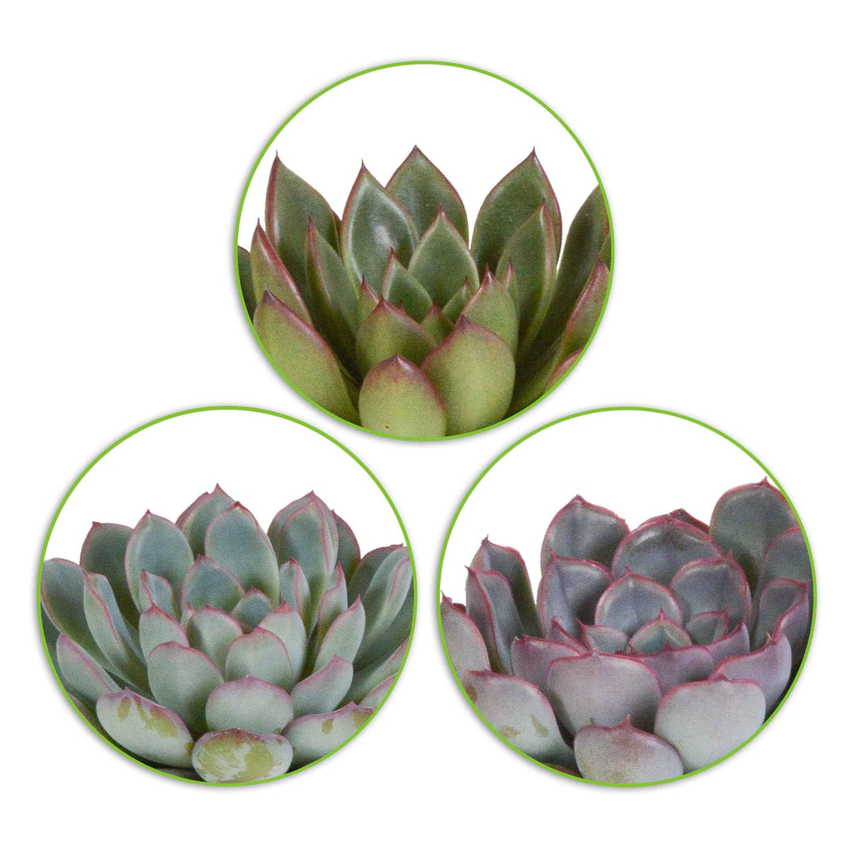 Sukkulente Echeveria Mischung (x3) - echeveria 'apus' ,'mira' & 'hercules' - Bakker